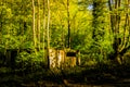 Desolated House In The Woods