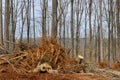 Desolated landscape of forests being cut down fresh chop tree root