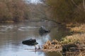 Desolated river bank with bare trees and stones in water, fast current of a river, gloomy and mysterious landscape, cloudy autumn