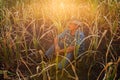 Desperate farmer standing in drought-destroyed cornfield Royalty Free Stock Photo