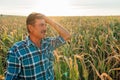 Desperate male farmer inspecting dried corn plants