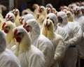 Desperate to prepare for the worst manufacturers hope their human bird flu shot can provide hope for the future. . AI