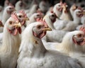 Desperate to prepare for the worst manufacturers hope their human bird flu shot can provide hope for the future. . AI