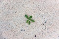 A small plant that sprouts in dry sand. Despite the lack of living conditions, it grows with zeal under the hot sun.