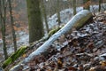 Despite protective equipment, the man ended up injured with a shattered helmet on the ground in the woods after falling from a bic