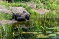 Gorilla drinks from the lake