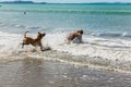 Companion dogs enjoying their time at the beach