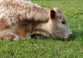 Despondent Cow Royalty Free Stock Photo