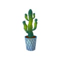 Dessert green colorful cactus in blue striped pot