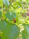 Dessert jujube, flowering tree in summer. Ladybug on a tree. Royalty Free Stock Photo