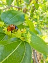 Dessert jujube, flowering tree in summer. Ladybug on a tree. Royalty Free Stock Photo