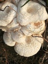 Dessert mushroom Jungle mushroom forest mushroom in India