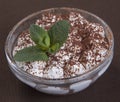 Dessert tiramisu with chocolate and mint leaves in a round glass form. Royalty Free Stock Photo