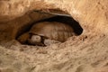 Dessert tortoise in Qatar Desert Royalty Free Stock Photo