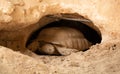 Dessert tortoise in Qatar Desert. Royalty Free Stock Photo