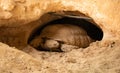 Dessert tortoise in Qatar Desert. Royalty Free Stock Photo