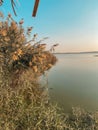 Dessert wild plants and nature | Spectacular Landscape View at Al Wathba Wetland Reserve in Abu Dhabi, UAE | coastal salt flat sa Royalty Free Stock Photo