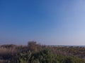 Dessert wild plants - Spectacular Landscape at Al Wathba Wetland Reserve in Abu Dhabi UAE - coastal salt flat lakes Royalty Free Stock Photo