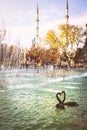 Destination in fall City of hearts in Turkey - Konya. Two black swans form heart in pond in Kultur park with autumn nature and
