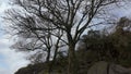 Trees blowing in a strong wind in the Peak District National Park