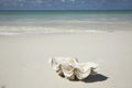 Beach wedding rings details in a shell Royalty Free Stock Photo