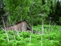 destroyed bricks building in a thicket of hogweed in the forest. color nature Royalty Free Stock Photo