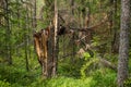 Destroyed broken coniferous tree in the summer forest. The trunk of a large spruce is broken. Royalty Free Stock Photo