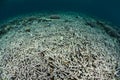 Destroyed Coral Reef in Indonesia Royalty Free Stock Photo