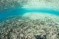 Destroyed Coral Reef