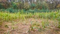 Destroyed corn field