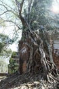 Destroyed covered with roots of trees temple Prasat Chrap in the Koh Ker temple complex, Siem Reap, Cambodia