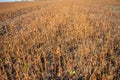 Destroyed crops. Frosts that have destroyed buckwheat plants Royalty Free Stock Photo