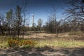 Destroyed forest area near a zinc and lead smelter Royalty Free Stock Photo