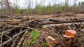 The destroyed forest loggers russia