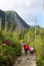 Destroyed forest in Tatra mountains, Poland