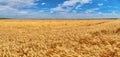 Destroyed the harvest of wheat by a strong wind, a field spoiled by a hurricane on the farm. panorama Royalty Free Stock Photo