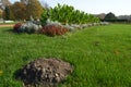 A mole of mole on a well-kept park lawn