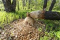 A destroyed tree by the teeth of a beaver Royalty Free Stock Photo