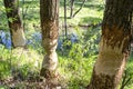 A destroyed tree by the teeth of a beaver Royalty Free Stock Photo