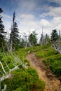 Destroyed trees in the Karkonosze Mountains / Giant Mountains in Poland Royalty Free Stock Photo