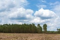 Destroying the environment. Area of illegal deforestation of vegetation native  View on the cut down trees in the forest. Area of Royalty Free Stock Photo