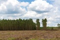 Destroying the environment. Area of illegal deforestation of vegetation native  View on the cut down trees in the forest. Area of Royalty Free Stock Photo