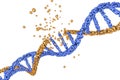 Destruction of DNA, damaged DNA