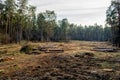 The destruction of the environment. Cutting pine forest Royalty Free Stock Photo