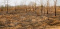 The destruction of forests for shifting cultivation in Thailand