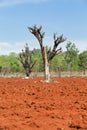 The destruction of forests for shifting cultivation.