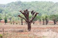 The destruction of forests for shifting cultivation. Royalty Free Stock Photo