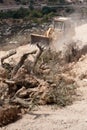 Destruction of Palestinian Olive Groves