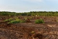 Destruction of trees on peatlands and drainage of peat bogs at extraction site. Drilling on bog for oil exploration. Wetlands