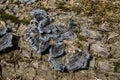 Destructive tree fungi on dead wood